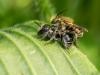 Osmia sp.